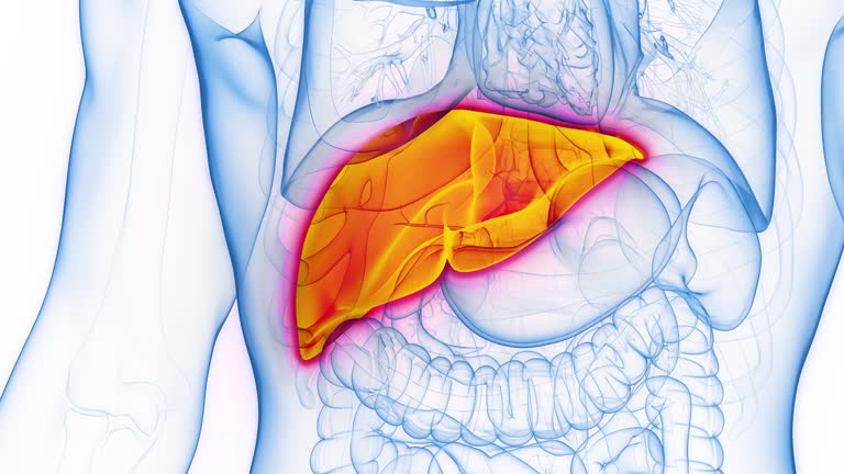 Modafinil and your Liver